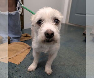 Mutt Dogs for adoption in Chico, CA, USA