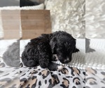 Small #9 Bernedoodle