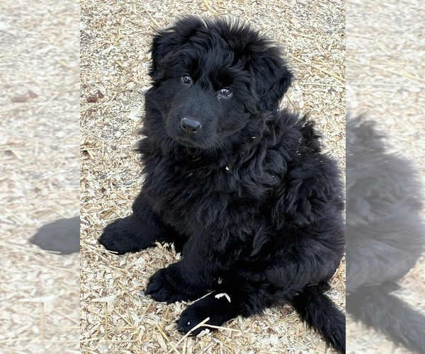 Medium Photo #1 German Shepherd Dog Puppy For Sale in NEWVILLE, PA, USA