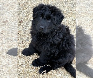 German Shepherd Dog Puppy for Sale in NEWVILLE, Pennsylvania USA