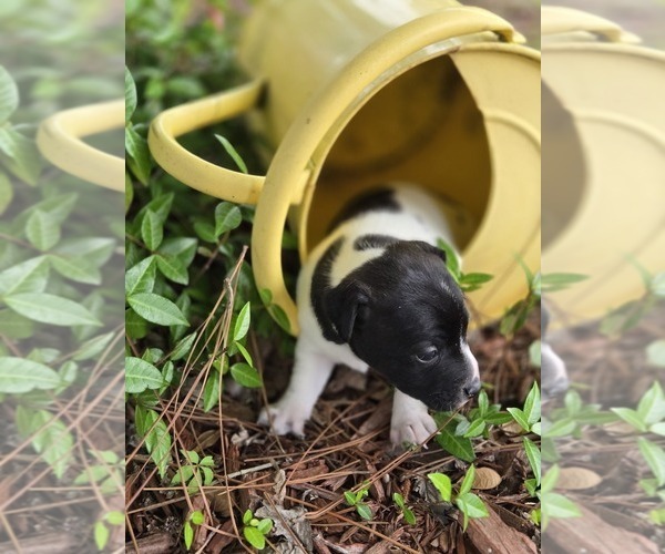 Medium Photo #1 Jack Russell Terrier Puppy For Sale in LEE, FL, USA