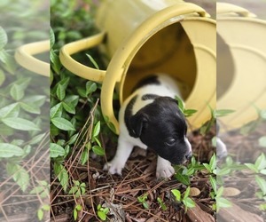 Jack Russell Terrier Puppy for sale in LEE, FL, USA