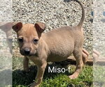 Small #1 Chihuahua-Rhodesian Ridgeback Mix