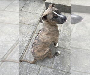 Hatcher (GA) - Male Boxer-Unknown Mix Dog for Adoption - Photo #3