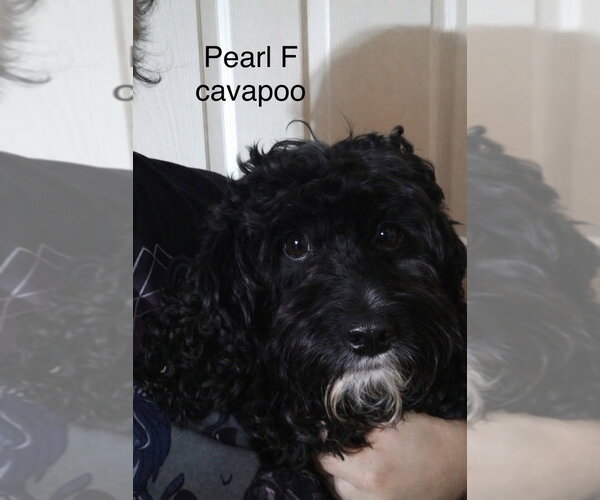 Medium Photo #1 Cavapoo (Miniature) Puppy For Sale in Studio City, CA, USA