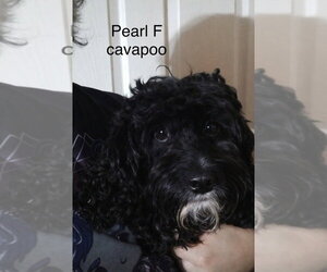 Cavapoo (Miniature) Dogs for adoption in Studio City, CA, USA