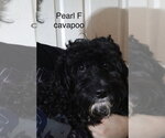 Small Cavapoo (Miniature)