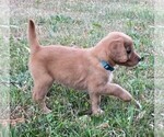 Small Photo #1 Golden Retriever Puppy For Sale in SANDPOINT, ID, USA