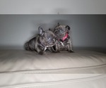 Small Photo #2 French Bulldog Puppy For Sale in PORT READING, NJ, USA