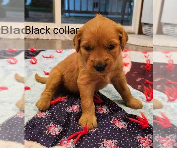 Medium Photo #2 Golden Retriever Puppy For Sale in PIPESTONE, MN, USA