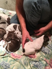German Shorthaired Pointer Puppy for sale in OSTERVILLE, MA, USA