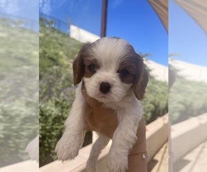 Cavalier King Charles Spaniel Puppy for sale in RIVERSIDE, CA, USA