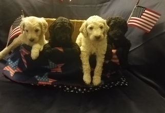 Labradoodle Puppy for sale in OTTAWA, OH, USA