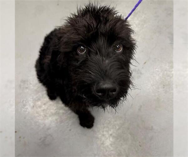 Medium Photo #1 Labradoodle Puppy For Sale in Peoria, IL, USA