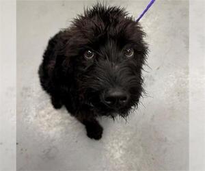 Labradoodle Dogs for adoption in Peoria, IL, USA