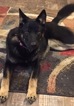 Small Photo #1 German Shepherd Dog-Wolf Hybrid Mix Puppy For Sale in BALD KNOB, AR, USA