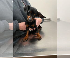Chiweenie Dogs for adoption in New York, NY, USA