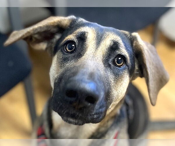 Medium Photo #3 German Shepherd Dog-Unknown Mix Puppy For Sale in Mount Airy, NC, USA