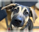 Small #2 German Shepherd Dog Mix