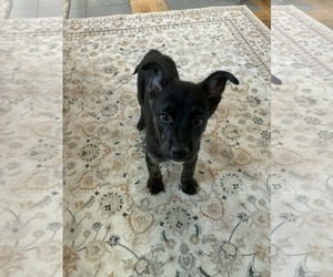 Mutt Dogs for adoption in Sandy, UT, USA