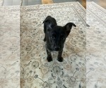 Small Mutt