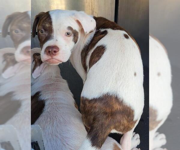 Medium Photo #1 American Staffordshire Terrier Puppy For Sale in San Antonio, TX, USA