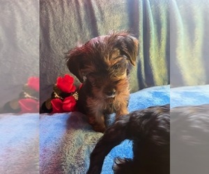 Yorkshire Terrier Puppy for sale in LOS ANGELES, CA, USA