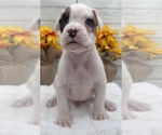 Small #1 Boxer