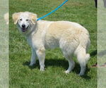 Small #1 Golden Pyrenees