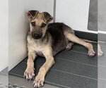GINNY - Female German Shepherd Dog Dog for Adoption - Small photo
