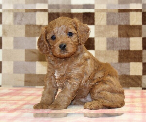 Medium Photo #1 Cavapoo (Miniature) Puppy For Sale in DENVER, PA, USA