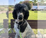 Small #5 Poodle (Standard)