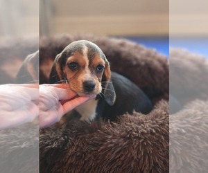 Beagle Puppy for sale in APPOMATTOX, VA, USA