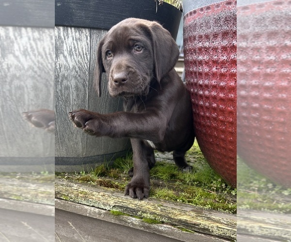 Medium Photo #13 German Shorthaired Lab Puppy For Sale in TACOMA, WA, USA