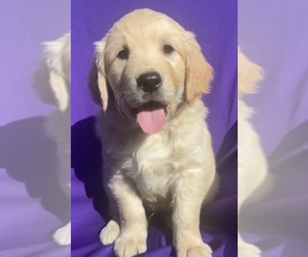 Medium Photo #1 Golden Retriever Puppy For Sale in SANTA ANA, CA, USA