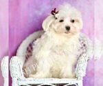 Small Photo #16 Maltese Puppy For Sale in WARSAW, IN, USA