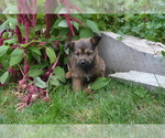 Small Photo #1 Poodle (Miniature)-Siberian Husky Mix Puppy For Sale in GREENWOOD, WI, USA