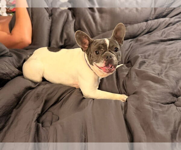 Medium Photo #3 French Bulldog-Unknown Mix Puppy For Sale in Duluth, MN, USA