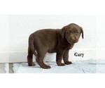 Small Photo #6 Labrador Retriever Puppy For Sale in CLARE, MI, USA