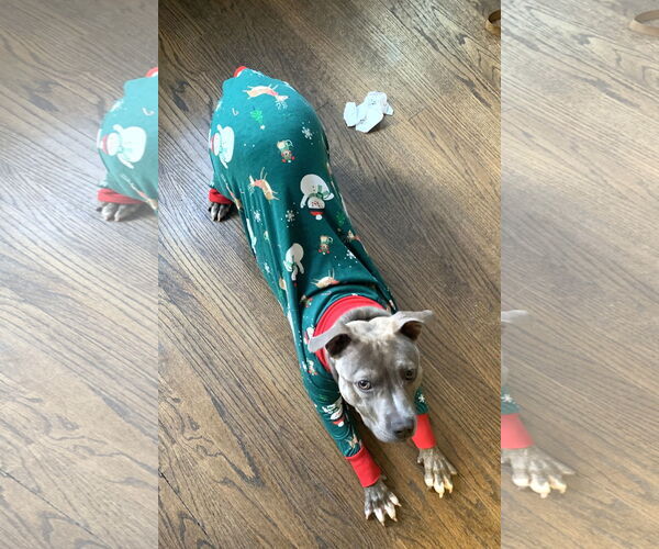 Medium Photo #15 Mutt Puppy For Sale in Rockville, MD, USA