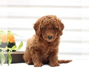 Goldendoodle (Miniature) Puppy for sale in RONKS, PA, USA