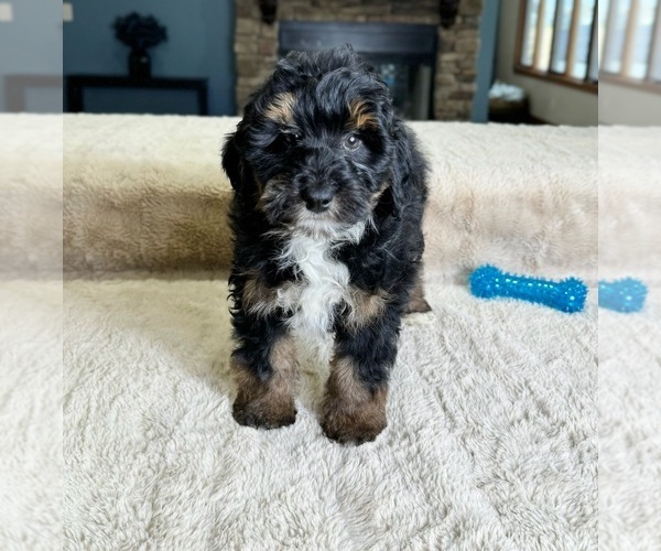 Medium Photo #1 Bernedoodle (Miniature) Puppy For Sale in GREENWOOD, IN, USA