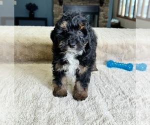 Bernedoodle (Miniature) Puppy for sale in GREENWOOD, IN, USA