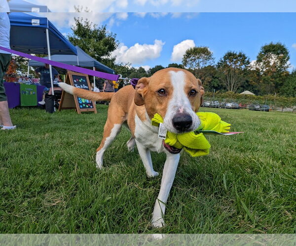 Medium Photo #1 Collie-Unknown Mix Puppy For Sale in Landenberg, PA, USA