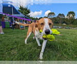 Abbey Mae - Female Collie-Unknown Mix Dog for Adoption - Small photo
