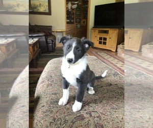 Shetland Sheepdog Puppy for sale in BONNERS FERRY, ID, USA