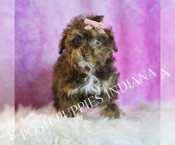 Medium Photo #21 Poodle (Miniature) Puppy For Sale in WARSAW, IN, USA