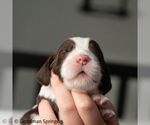 Puppy 4 English Springer Spaniel