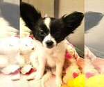 Small #4 Papillon