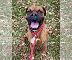 Boxer Dogs for adoption in Dumont, NJ, USA